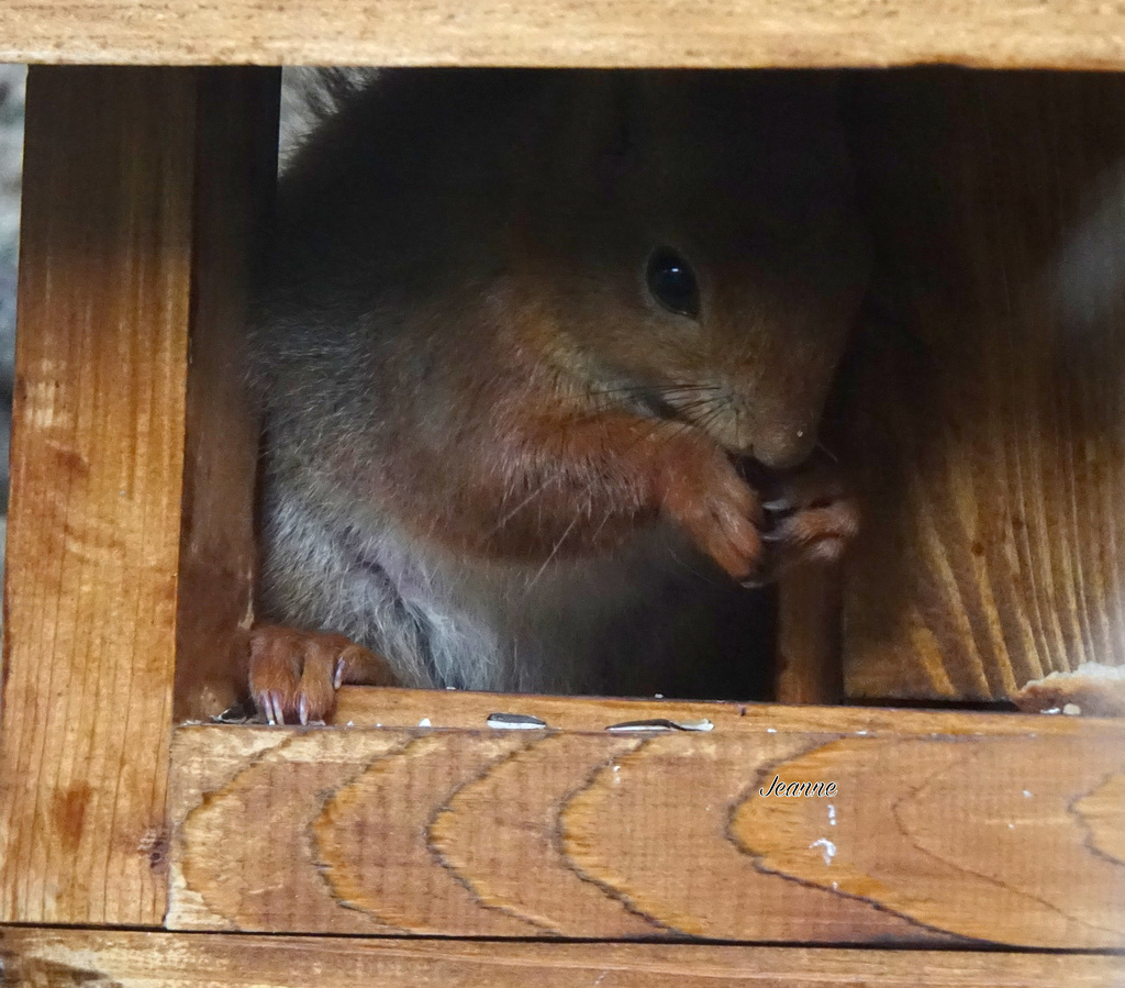 La visite ce matin il a une noix dans les pattes