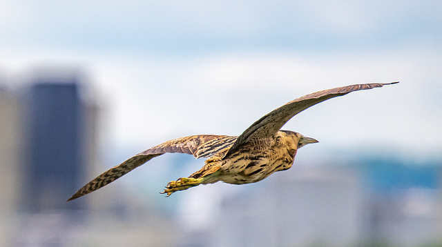 Bittern