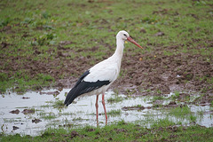 Storch auf nasser Wiese III