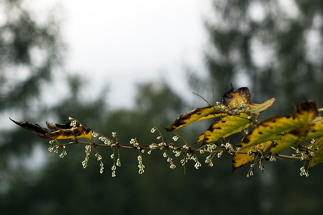 From a distance looked like little drops of water that sparkled in the sun, but instead...