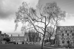Winter Tree outside Norwich Cathedral