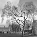 Winter Tree outside Norwich Cathedral