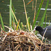 Coot chicks at the Great Pool in Himley Estate, October 2011