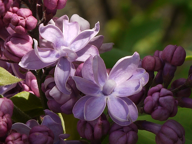 Lilac