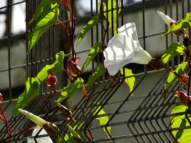 Bindweed Fence