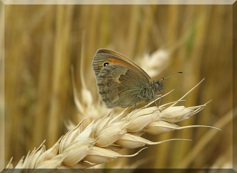 Papilio