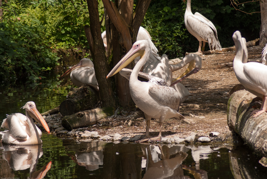 Tierpark Hellabrunn