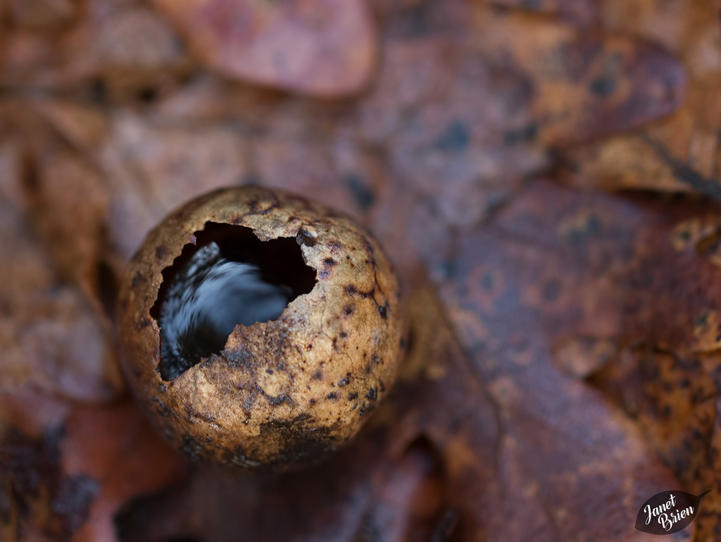 Pictures for Pam, Day 19: Wasp Gall Filled with Water