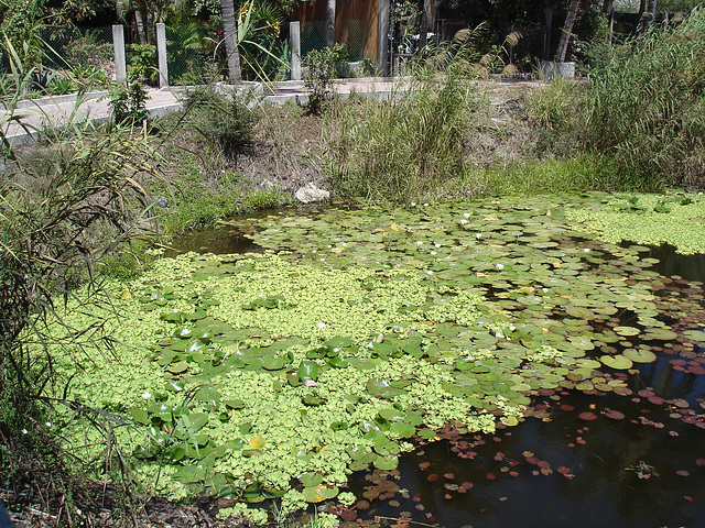 Andador laguna del tule / No-17