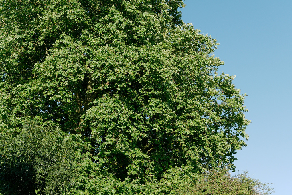 Vert sur fond bleu