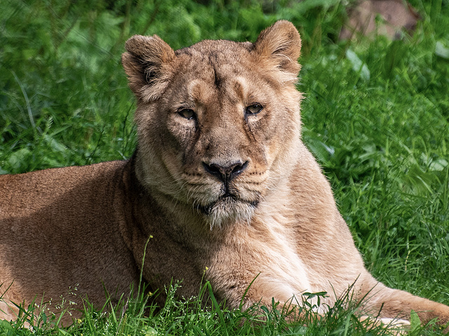 Lioness