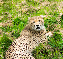 Cheetah (4)