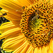 20150706 032PSw [D~RI] Sonnenblume, Gelbbein-Wiesenschwebfliege, Hainschwebfliege [Winterschwebfliege], Rinteln