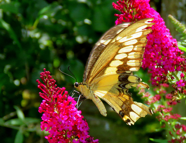 Giant Swallowtail (Papilio cresphontes)