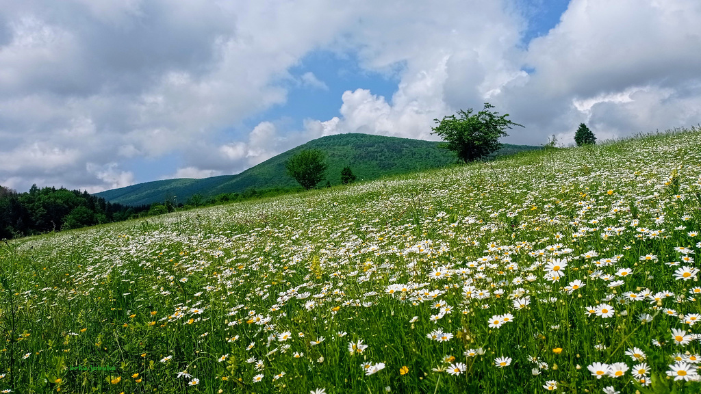 Polje tratinčica ispod planine