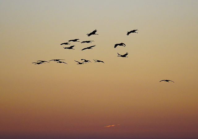 Kraniche am Abendhimmel (5 PiPs)