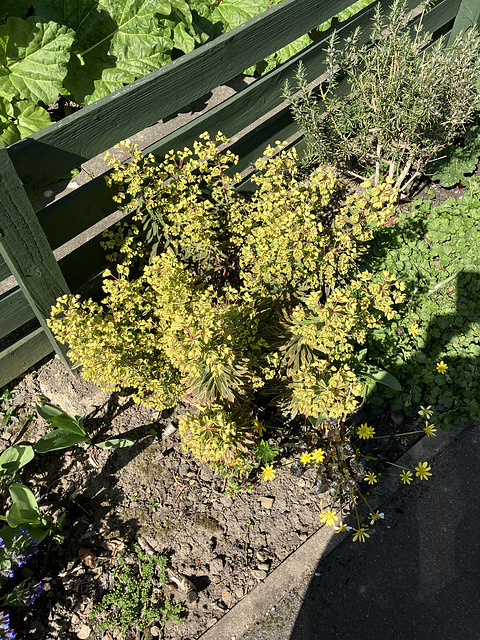 EuphorbiaApril2025