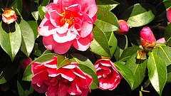 Blossom On Our Tree.