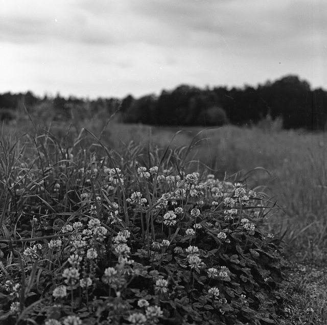 White clover