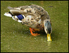 feeding mallard