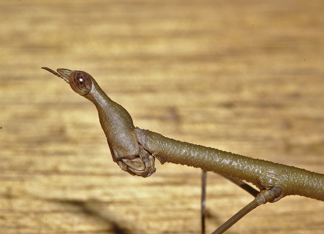 Horsehead grasshopper IMG_7092