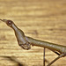 Horsehead grasshopper IMG_7092