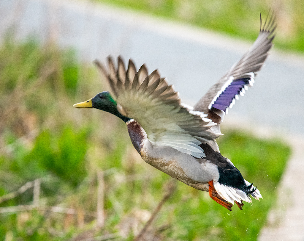 Mallard