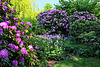 Uetersen, Rhododendronblüte im Rosarium