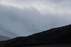 A sky full of Swifts