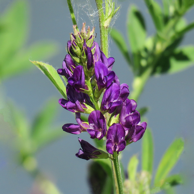 Alfalfa