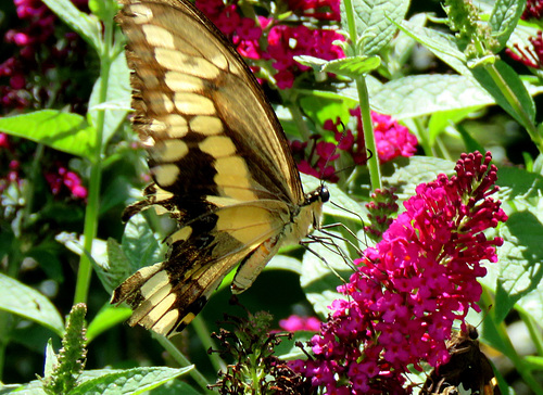 Giant Swallowtail (Papilio cresphontes)