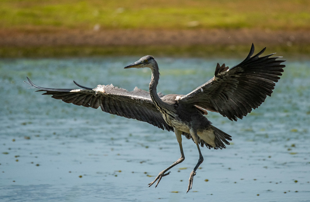 Heron