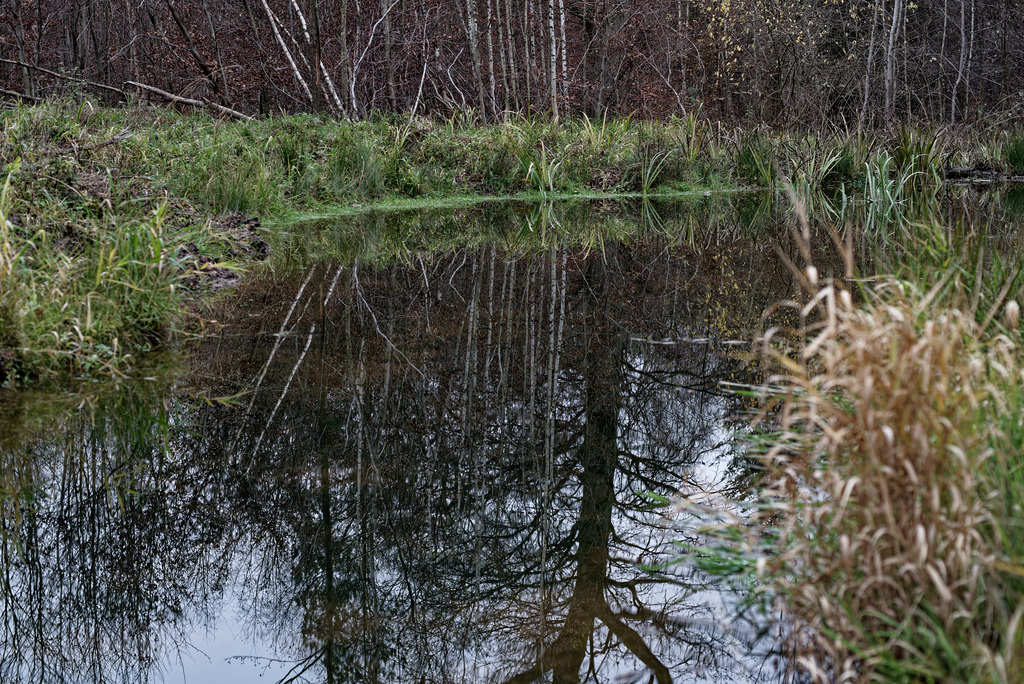 21.11.21 Tümpel