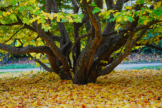 Der Eisenholzbaum in voller Herbstpracht - The ironwood tree in full autumn splendour