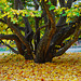 Der Eisenholzbaum in voller Herbstpracht - The ironwood tree in full autumn splendour