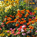 A colourful floral display