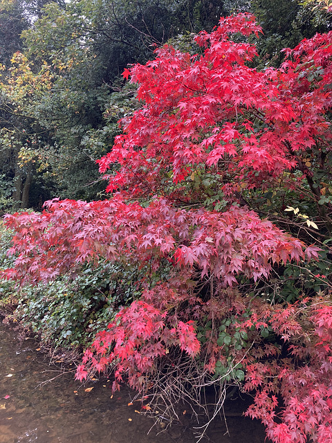 Japanese Maple