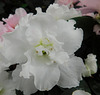 Rhododendron (Azalée) blanc***********