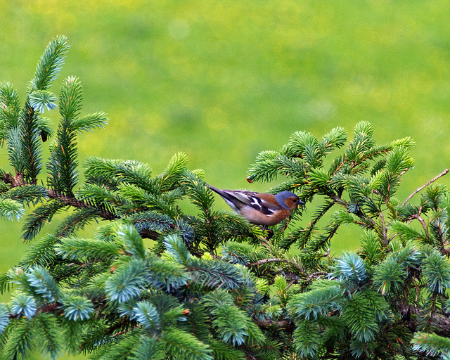 Chaffinch