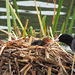 Coot chicks at the Great Pool in Himley Estate, October 2011