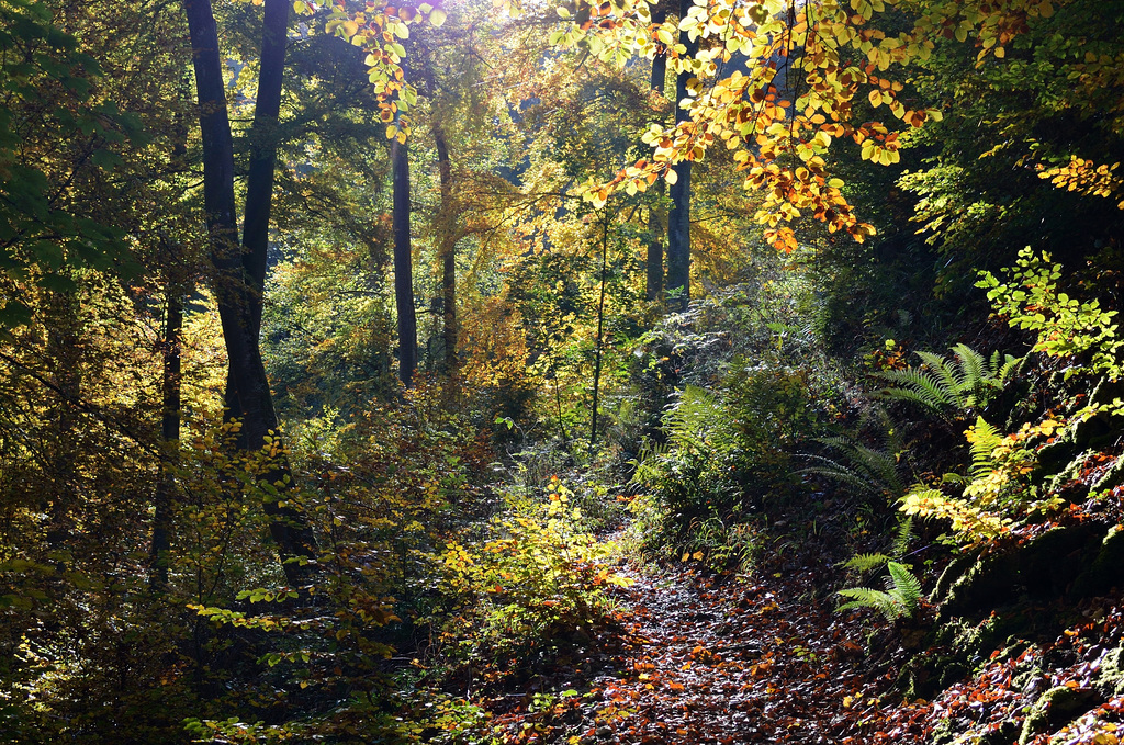 Goldener Oktober