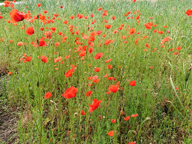 Klatschmohn