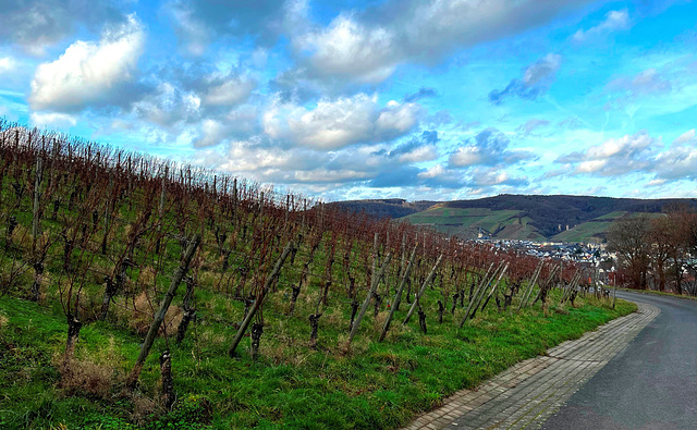 Weinberge im Januar