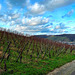 Weinberge im Januar