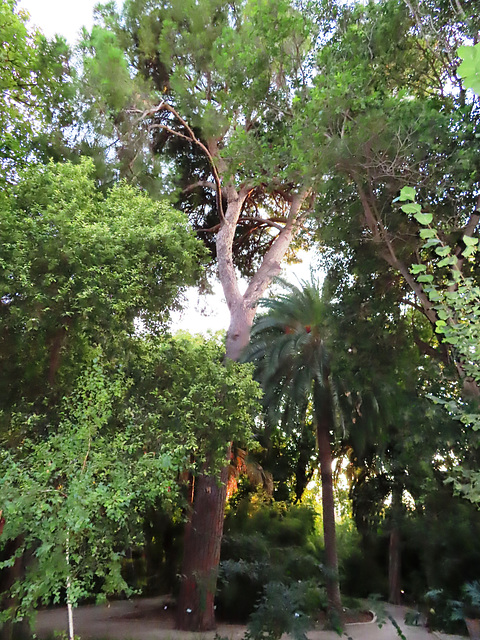 Valencia: Jardín botánico, 33