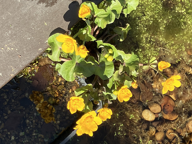 MarigoldinPondSpring2025