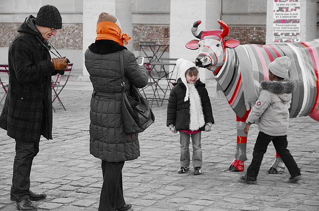 Rencontre avec une vache à rayures