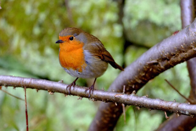 Robin