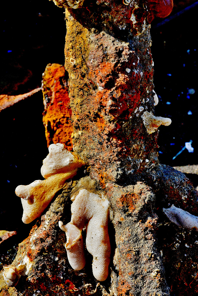 Rusted Crusted Anchor