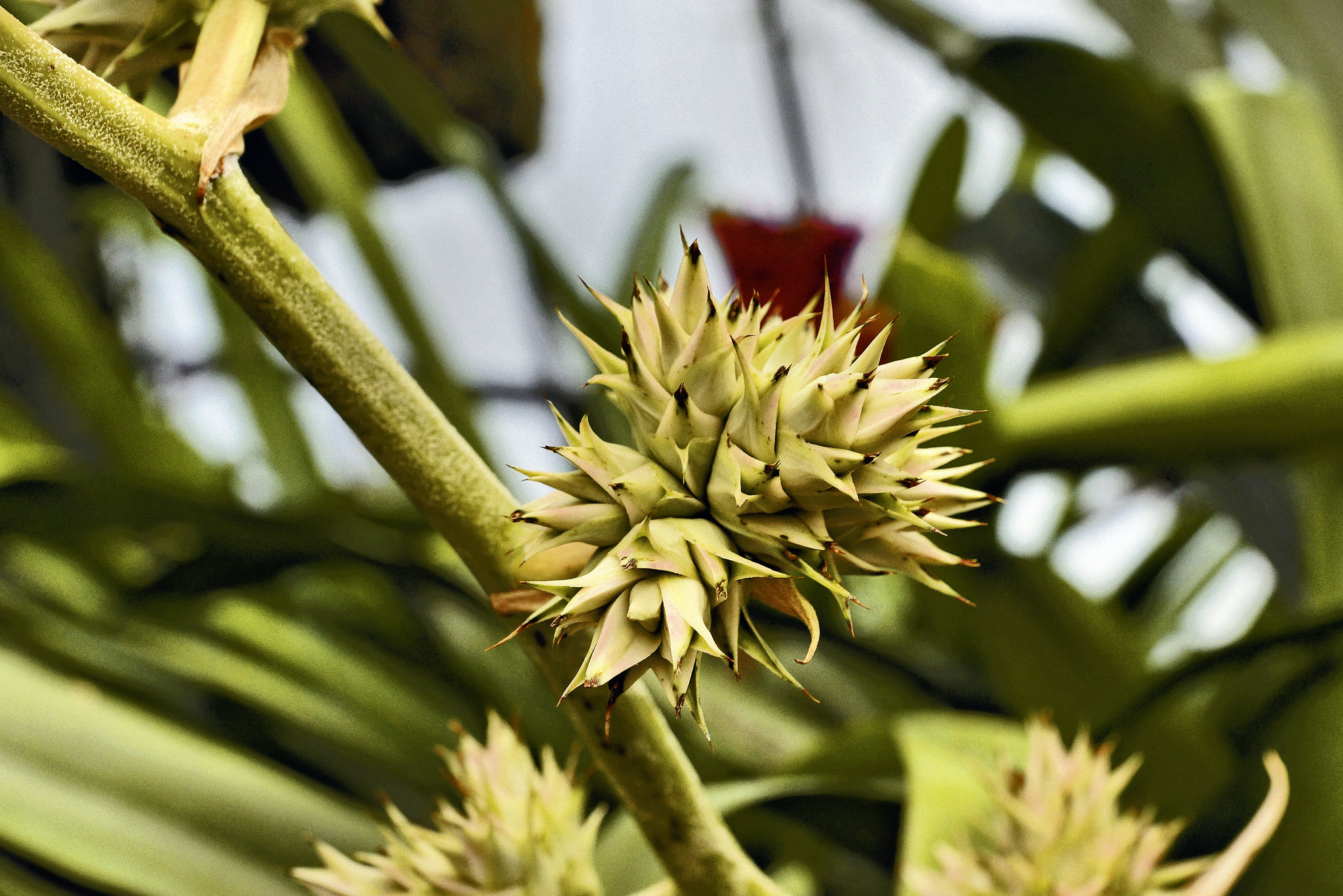 Punk Rock Lives, OK? – Botanical Garden, Montréal, Québec